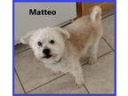 Adopt Matteo a Bichon Frise / Mixed dog in Bloomington, IL (41398698)