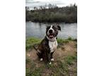 Adopt Willie a Brindle - with White Pit Bull Terrier / Mixed dog in Yamhill