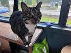 Adopt Whitey and Darwin a Spotted Tabby/Leopard Spotted American Shorthair /
