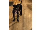 Adopt Lily Bean Dean a Black - with White Mutt / Mixed dog in Durham