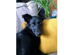 Adopt Fen -- Courtesy Post a Black Shepherd (Unknown Type) / Labrador Retriever