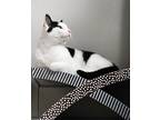 Adopt Copernicus a Black & White or Tuxedo American Shorthair / Mixed (short