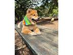 Adopt Molly a Black - with Tan, Yellow or Fawn Chow Chow / Australian Shepherd /