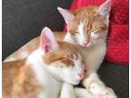 Adopt Wyatt and Morgan a Orange or Red American Shorthair / Mixed (short coat)