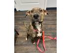 Adopt Stevie Nicks a Brindle Plott Hound / Mixed dog in St.
