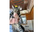 Adopt Nico a Domestic Shorthair / Mixed (short coat) cat in Arkadelphia