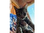 Adopt Nova a Domestic Shorthair / Mixed (short coat) cat in Arkadelphia
