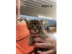 Adopt Nash a Domestic Shorthair / Mixed (short coat) cat in Arkadelphia