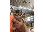 Adopt Noah a Domestic Shorthair / Mixed (short coat) cat in Arkadelphia