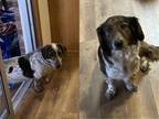 Adopt Lucky / Molly a Basset Hound / Australian Shepherd / Mixed dog in Salt