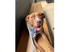 Adopt Gabe a Staffordshire Bull Terrier / Mixed Breed (Medium) / Mixed dog in