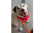 Adopt Luke a Hound (Unknown Type) / Staffordshire Bull Terrier / Mixed dog in