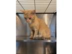 Adopt Chester Cheeto a Domestic Shorthair / Mixed (short coat) cat in Wauchula