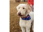 Adopt Ava a White Poodle (Miniature) / Bernese Mountain Dog / Mixed dog in Salt