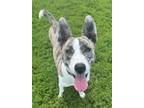 Adopt Finn a Husky / American Pit Bull Terrier / Mixed dog in Defiance