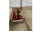 Adopt Ivy a Shepherd (Unknown Type) / Staffordshire Bull Terrier / Mixed dog in