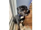Adopt Smokey a Labrador Retriever / Rottweiler / Mixed dog in Fayetteville
