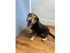 Adopt Daisy a Beagle / Mixed Breed (Medium) / Mixed dog in Fayetteville