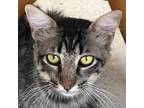 Adopt Afortunado a Maine Coon / Mixed (long coat) cat in New Braunfels