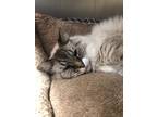 Adopt Spunky a Domestic Longhair / Mixed (short coat) cat in Sebastian