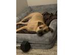 Adopt Nala a Tan/Yellow/Fawn - with White Black Mouth Cur / Mixed dog in
