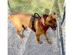 Adopt Coco a Red/Golden/Orange/Chestnut - with White American Pit Bull Terrier /