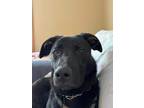 Adopt Carmy a Labrador Retriever / Mixed dog in Kettering, OH (41022826)