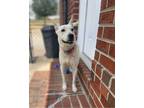 Adopt Sandy a Carolina Dog / Mixed dog in Willingboro, NJ (41279713)
