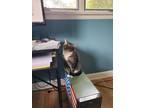 Adopt Baby a Domestic Shorthair / Mixed (short coat) cat in Blountville