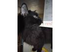 Adopt Louise (Shasta) a Domestic Longhair / Mixed (short coat) cat in Pahrump