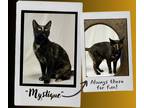 Adopt Mystique a Tortoiseshell Domestic Shorthair (short coat) cat in Mount