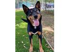 Adopt Phoebe a Black - with Tan, Yellow or Fawn Cattle Dog / Australian Kelpie /