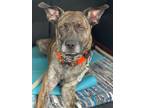 Adopt ODYN a Brindle Dutch Shepherd / American Pit Bull Terrier dog in Elgin