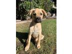 Adopt Bruce a Tan/Yellow/Fawn Cane Corso dog in Pleasant Hill, CA (41194207)