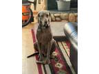 Adopt Clark Griswold a Gray/Blue/Silver/Salt & Pepper Weimaraner / Mixed dog in