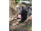 Adopt Pigpen a Retriever (Unknown Type) / Mixed Breed (Medium) / Mixed dog in