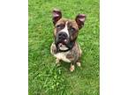 Adopt Blitz a Boxer / Mixed Breed (Medium) / Mixed dog in Marion, OH (40202789)