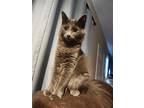 Adopt Isabel a Russian Blue / Mixed cat in San Antonio, TX (41329559)
