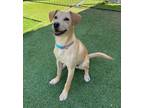 Adopt Kane a Terrier (Unknown Type, Small) / Mixed dog in Fallbrook