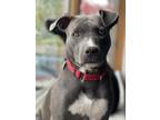 Adopt Blue a Gray/Blue/Silver/Salt & Pepper Pit Bull Terrier / Labrador