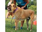 Adopt Tygrys a Brown/Chocolate - with Black Anatolian Shepherd / Belgian