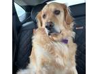 Adopt Lydia a Brown/Chocolate - with White Golden Retriever / Mixed dog in