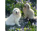 Adopt Jane a White Great Pyrenees / Mixed dog in Louisville, KY (40499057)