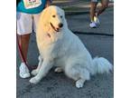 Adopt Snow a White Great Pyrenees / Mixed dog in Louisville, KY (41398186)