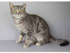 Adopt Yogi a Gray, Blue or Silver Tabby Domestic Shorthair / Mixed (short coat)