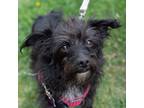 Adopt Prada a Black - with White Jack Russell Terrier dog in Mundelein