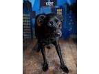 Adopt Kobe a Black Flat-Coated Retriever dog in Littleton, CO (40726741)