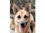 Adopt KIKKA a Black - with Tan, Yellow or Fawn German Shepherd Dog dog in