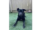 Adopt Winnie a Black - with White Labrador Retriever / Australian Shepherd /