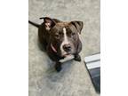 Adopt Sweet Pea a Brown/Chocolate Pit Bull Terrier dog in Moses Lake